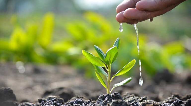 Adopt-a-tree-campaign_2024