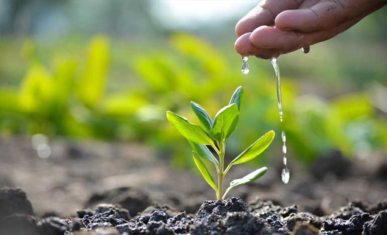 Adopt-a-tree-campaign_2024