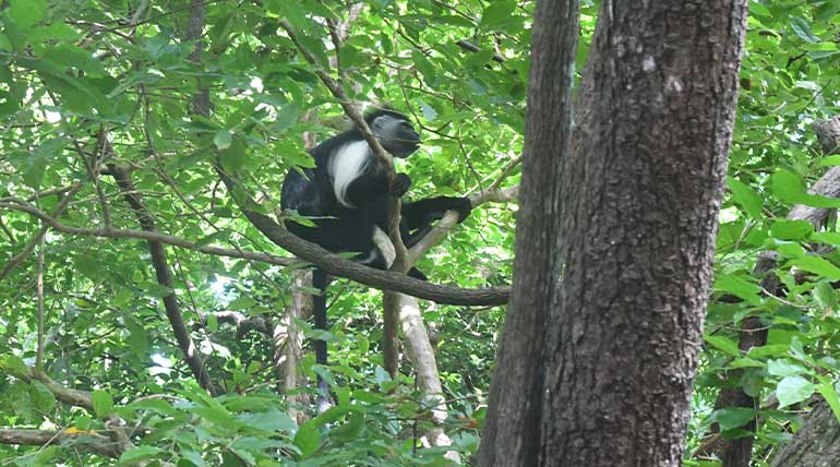 Colobus-Monkey-Conservation