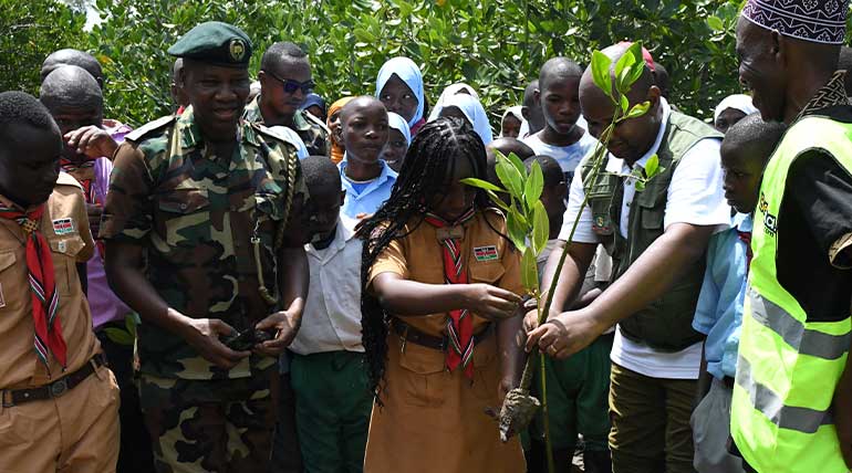 Mangrove-Restoration-Plan