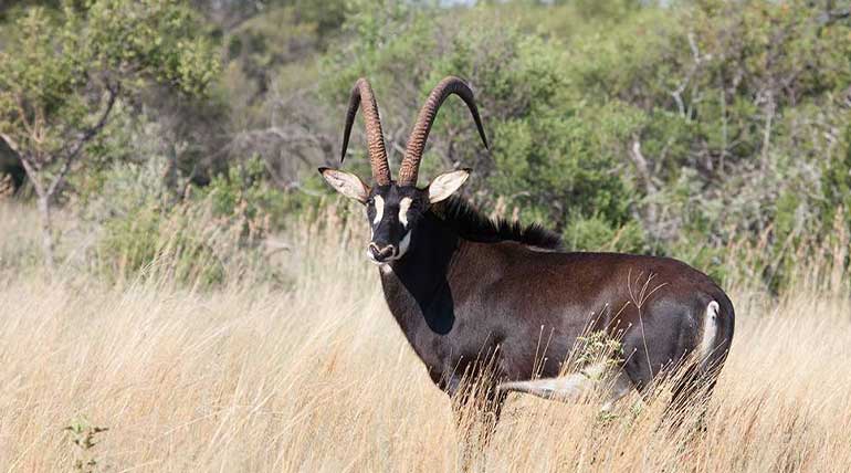 Sable-Antelope-Protection